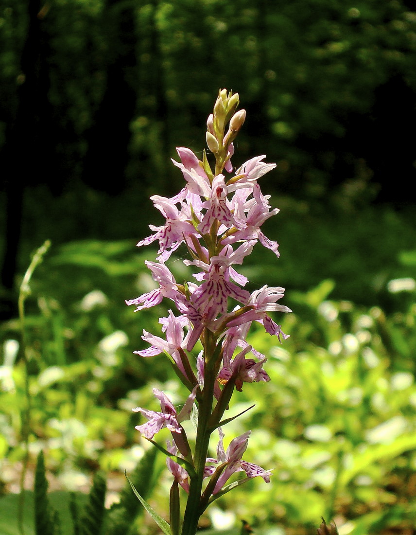 Dactylorhiza fuchsii